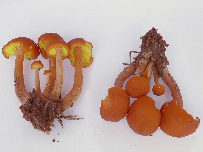 Gymnopilus Picreus 02